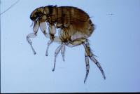 Pestrid Pest Control Services image 5