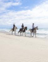Pakiri Beach Horse Rides  image 2