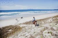 Pakiri Beach Horse Rides  image 4