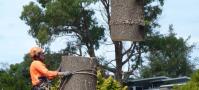 Heaven Contracting - Tree Removal Auckland image 2