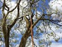 Pro Climb Tree Care image 3