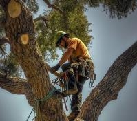 AucklandTreeService.co.nz image 1