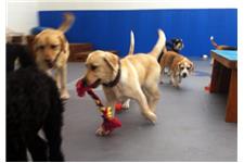 Happy Pawes Dog Day Care & Training Centre image 6