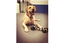Happy Pawes Dog Day Care & Training Centre image 9