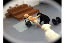 Happy Pawes Dog Day Care & Training Centre image 8
