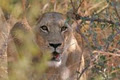African Safaris Ltd image 2