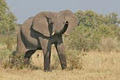 African Safaris Ltd image 1