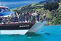 Akaroa Harbour Cruises & Boat Tours logo