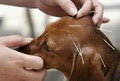 Animal Acupuncture image 2