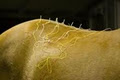 Animal Acupuncture image 4