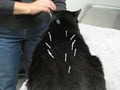 Animal Acupuncture image 5