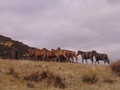 Arobridge Kaimanawa's -Wild horses of NZ image 2