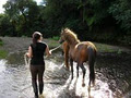 Arobridge Kaimanawa's -Wild horses of NZ image 3