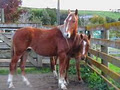 Arobridge Kaimanawa's -Wild horses of NZ image 6