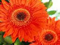 Auckland Florist, We send Flowers & Gifts by NzFlowersOnline image 1