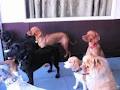 Barkley Manor - Dog Daycare, Grooming & Training image 4