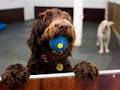 Barkley Manor - Dog Daycare, Grooming & Training image 5