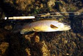 Bularangi Guided River Fly Fishing image 1