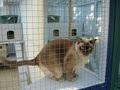 Cats in Clover Boarding Cattery image 2