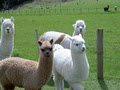 Chalfield Alpacas B&B Farmstay image 4