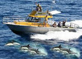 Diveworks Dolphin and Seal Encounters image 6