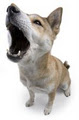 Dogmaster Trainers NZ Ltd logo