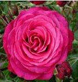 Dugald MacKenzie Rose Garden image 3