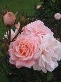 Dugald MacKenzie Rose Garden image 4