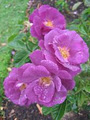 Dugald MacKenzie Rose Garden image 5