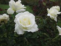 Dugald MacKenzie Rose Garden image 6