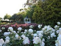 Dugald MacKenzie Rose Garden image 1