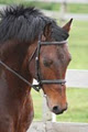 Dutch Horses Unlimited image 2
