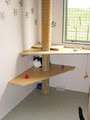 Felines on Frankley 'The Boutique Cattery' image 4