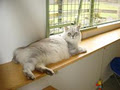 Felines on Frankley 'The Boutique Cattery' image 5