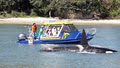 Glass Bottom Boat Whitianga Scenic Cruise image 1