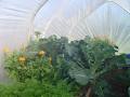 Growhome Greenhouses image 2