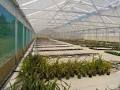 Harford Greenhouses image 3