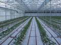 Harford Greenhouses image 1