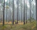 Interpine Forestry image 6