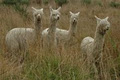 Kandiah Alpacas and Farmstay image 3