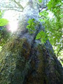 Manaia Wildlife Habitat image 5
