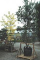Matatoa Tree & Shrub Centre image 5
