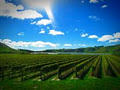 Moana Park Winery image 1