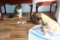 Mui Fahs Meow Manor Boarding Cattery image 6