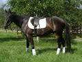 Northland Equestrian image 4