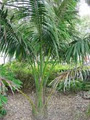 Paradise Palms Nursery and B&B image 6