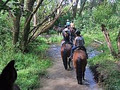 Peel Forest Horse Trekking image 2