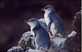 Pohatu Penguins image 1
