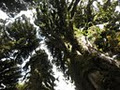 Pureora Forest Park image 1
