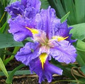 Rivendell Iris Garden image 1